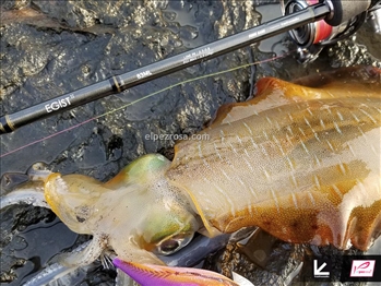 Tailwalk Egist TZ - Tailwalk