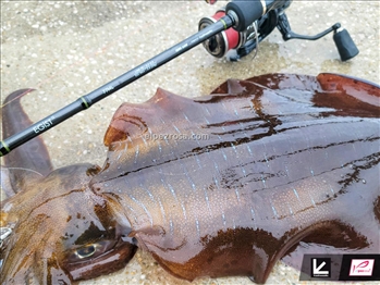 Tailwalk Egist TZ - Tailwalk