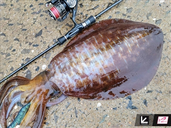 Tailwalk Egist TZ - Tailwalk