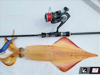 Tailwalk Egist TZ - Tailwalk