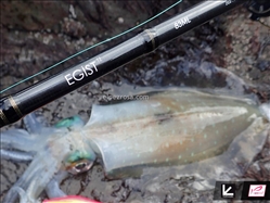 Tailwalk Egist TZ - Tailwalk