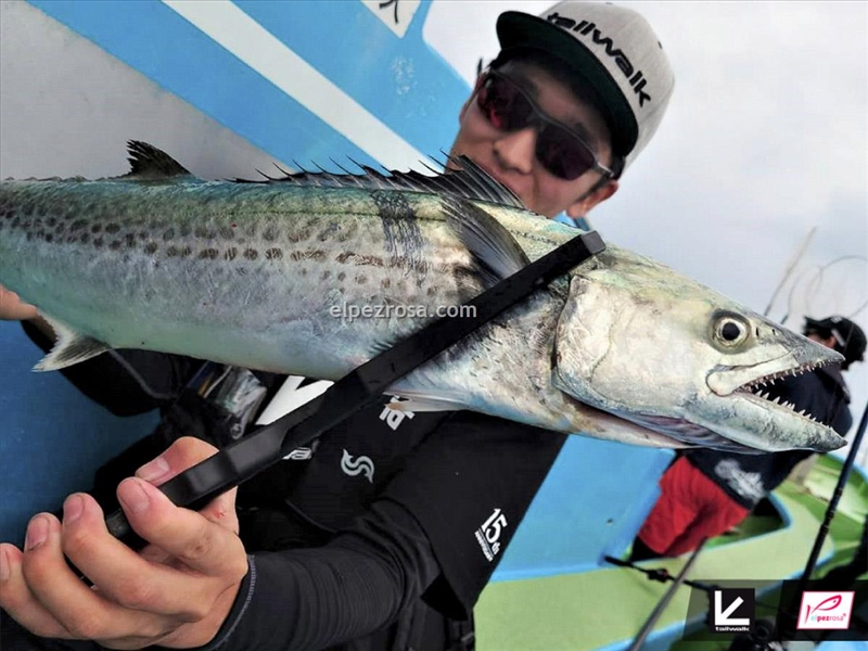 Tailwalk Pinza sujetapeces Gabrill - Tailwalk