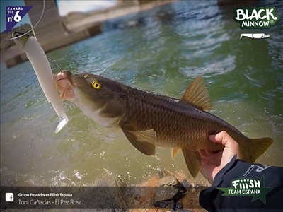 Pescando las orillas con Black Minnow: Cabeza Shallow