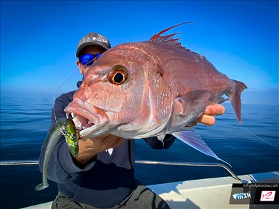 Nuevo Crazy Paddle Tail: Un concepto diferente se une a la familia Crazy de Fiiish