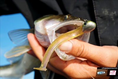 Mud Digger de Fiiish: Nuevos colores 2020 para Luciopercas y Lucios