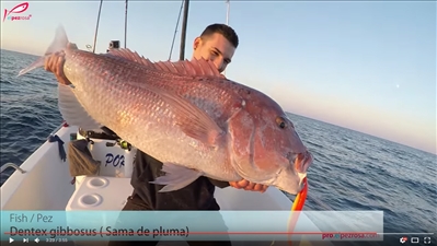 Video Crazy Sand Eel 300 pescando pargos corcovas (Dentex gibbosus)