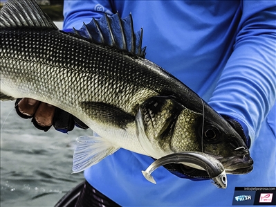 Como pescar lubinas con Black Minnow en el Cantabrico y zonas de piedra
