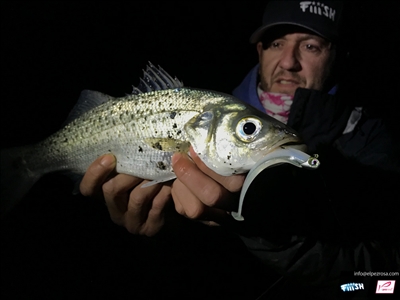 Mud Digger, el nuevo señuelo de Fiiish probado en el mar.