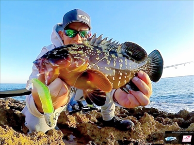 Zeste de citrons. Pescando con el nuevo color 2020 de Black Minnow por Javea y la Pesca.