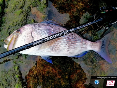 Presentación cañas Spinning Jumprize: Otra dimensión