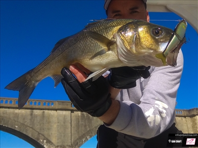 Fishbook pescando con Jointed Claw 128 lubinas en la ría