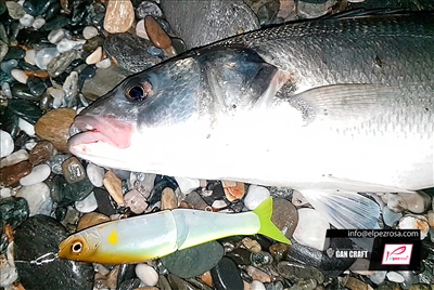 En busca de lubinas nocturnas con Jointed Claw 148