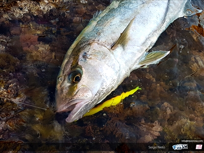 Crazy Sand Eel 180, tras los grandes pelágicos