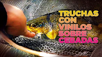VIDEO | Como pescar truchas grades sobre cebadas con vinilos