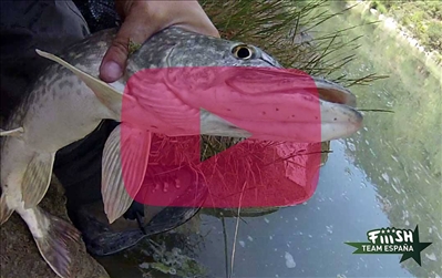 Cazar al cazador. Pescando lucios en el río con Black Minnow. 